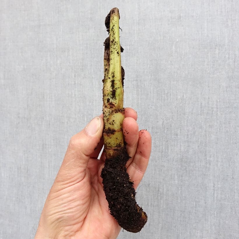 Tacca chantrieri Green Isle Bulb size I sample as delivered in spring