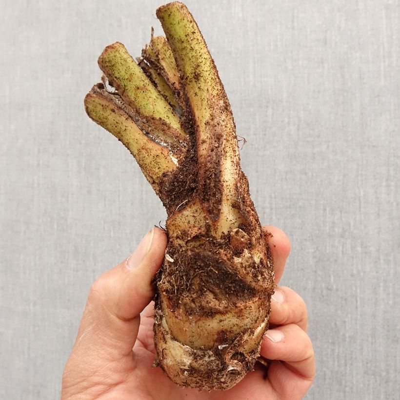 Tacca integrifolia Bulb size I sample as delivered in spring