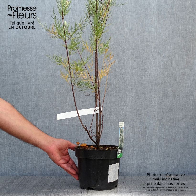 Tamarix ramosissima Hulsdonk White 3L/4L pot sample as delivered in autumn