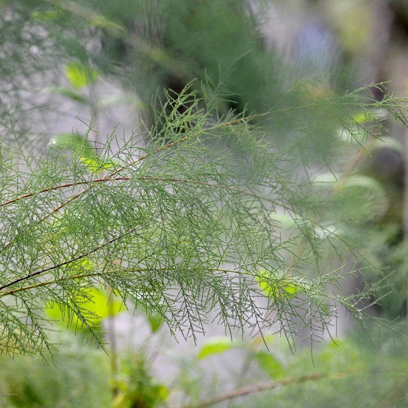 Tamarix ramosissima Pink Cascade (Foliage)