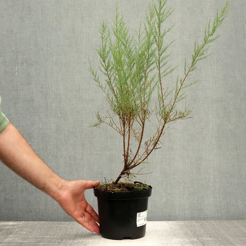 Tamarix ramosissima Rubra 3L/4L pot sample as delivered in summer