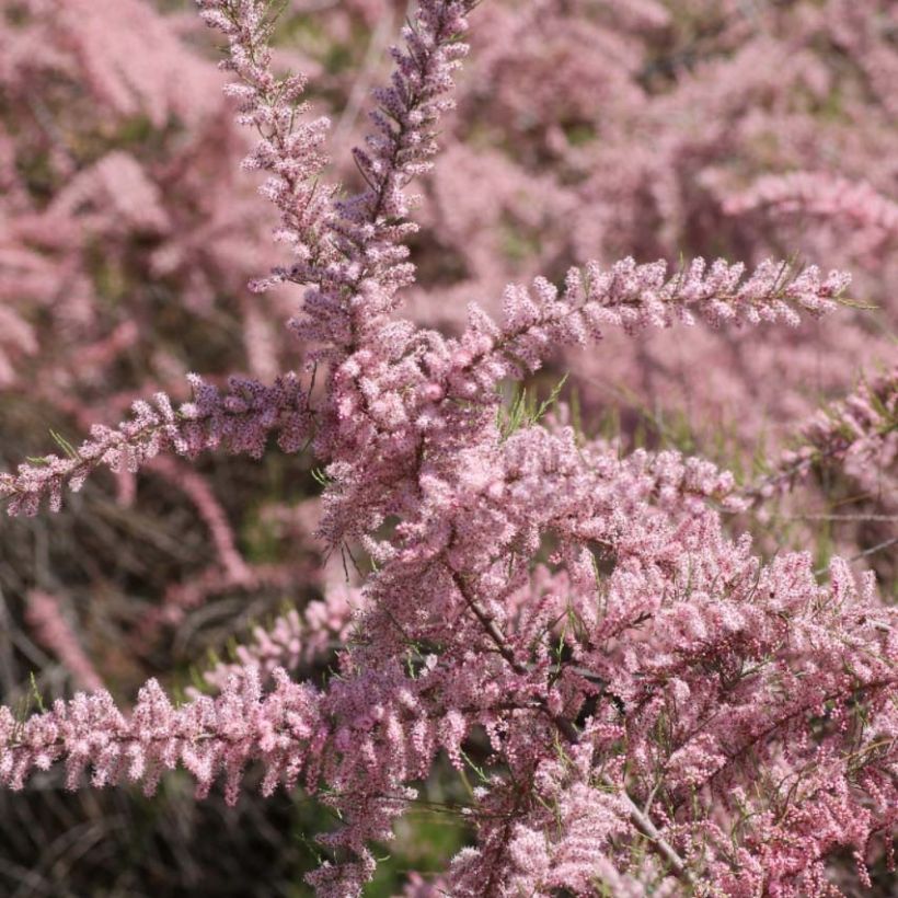 Tamarix parviflora (Flowering)