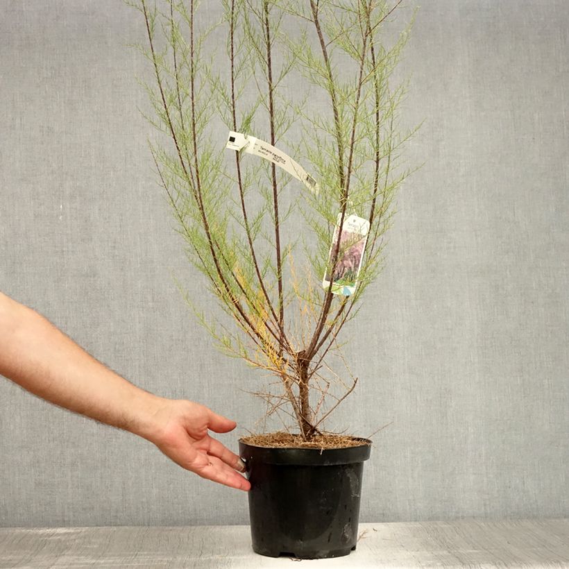 Tamarix parviflora 3L/4L pot sample as delivered in summer