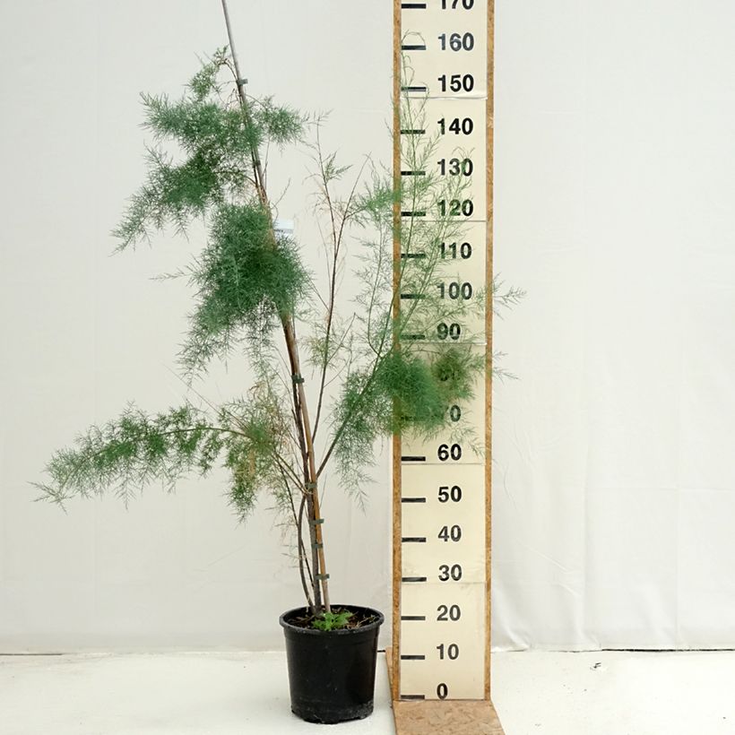 Tamarix ramosissima Pink Cascade 7.5L/10L pot sample as delivered in summer