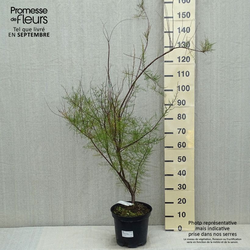 Tamarix tetrandra 7.5L/10L pot sample as delivered in summer