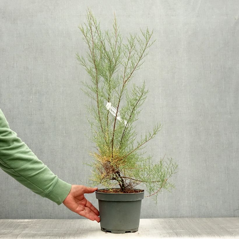 Tamarix tetrandra 3L/4L pot sample as delivered in summer