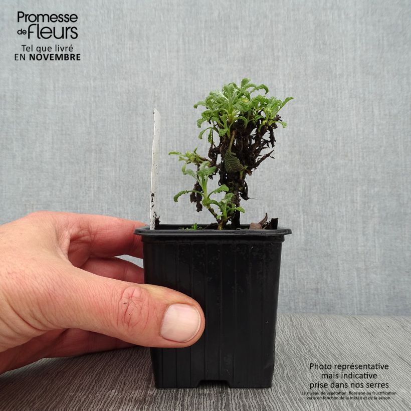 Tanacetum haradjanii 8/9 cm pot sample as delivered in autumn
