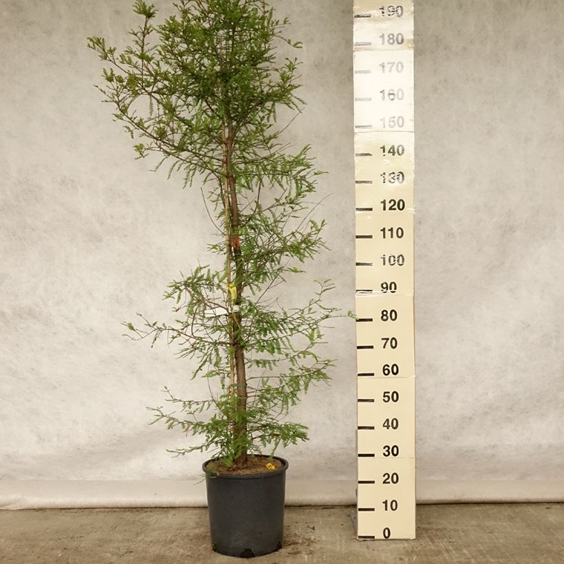 Taxodium distichum - Swamp cypress 7.5L/10L pot sample as delivered in summer