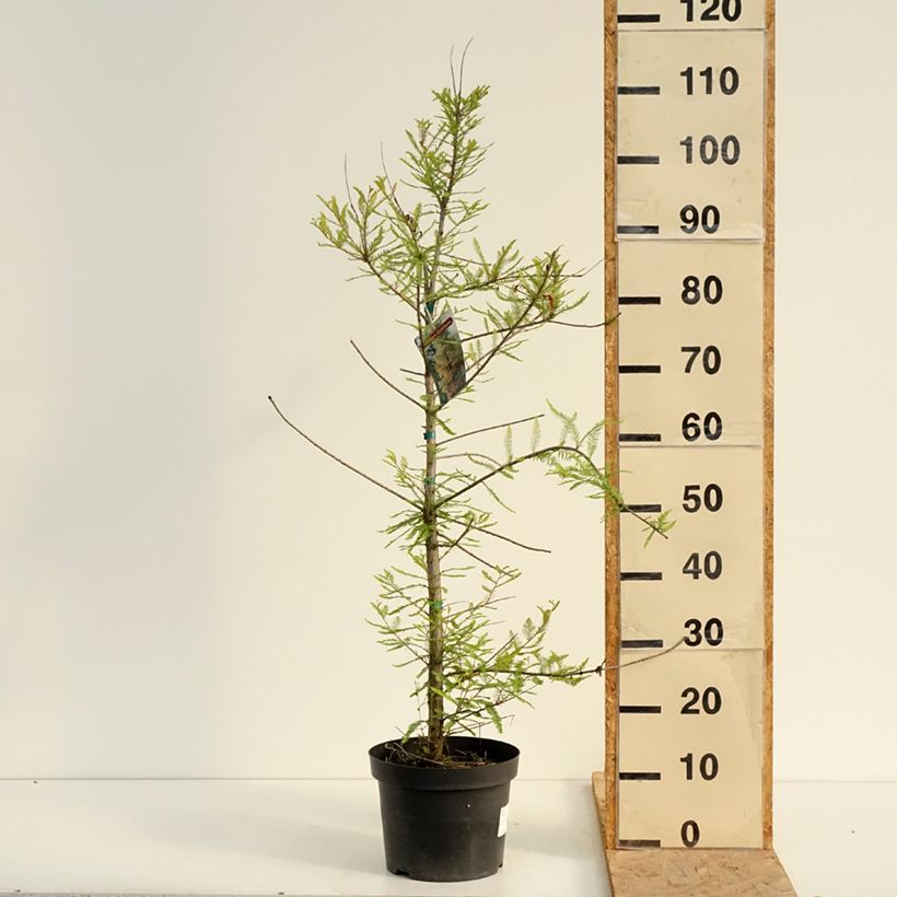 Taxodium distichum - Swamp cypress 3L/4L pot sample as delivered in summer