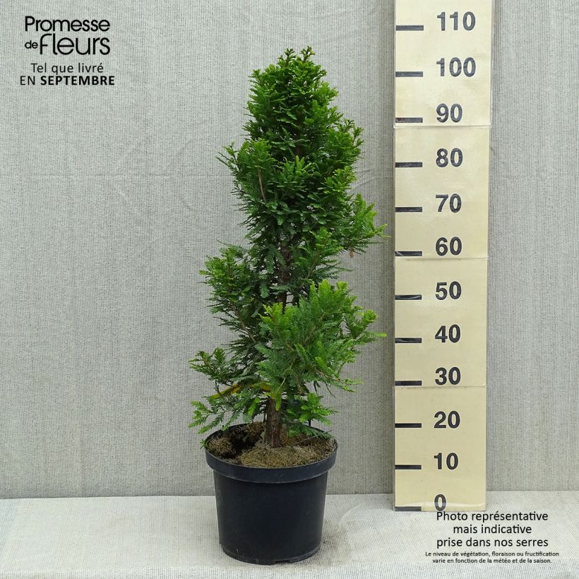 Taxodium distichum Pevé Minaret - Swamp cypress 6L/7L pot sample as delivered in summer