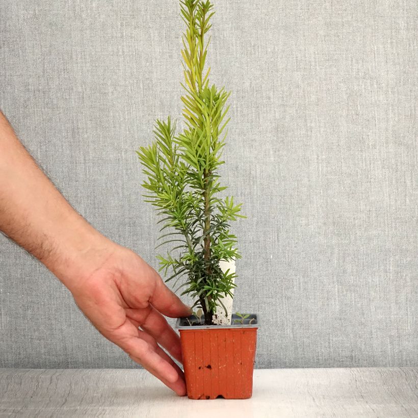 Taxus baccata Fastigiata Robusta - Yew 8/9 cm pot sample as delivered in summer