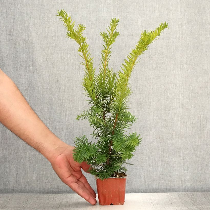 Taxus media Densiformis - Yew 8/9 cm pot sample as delivered in summer