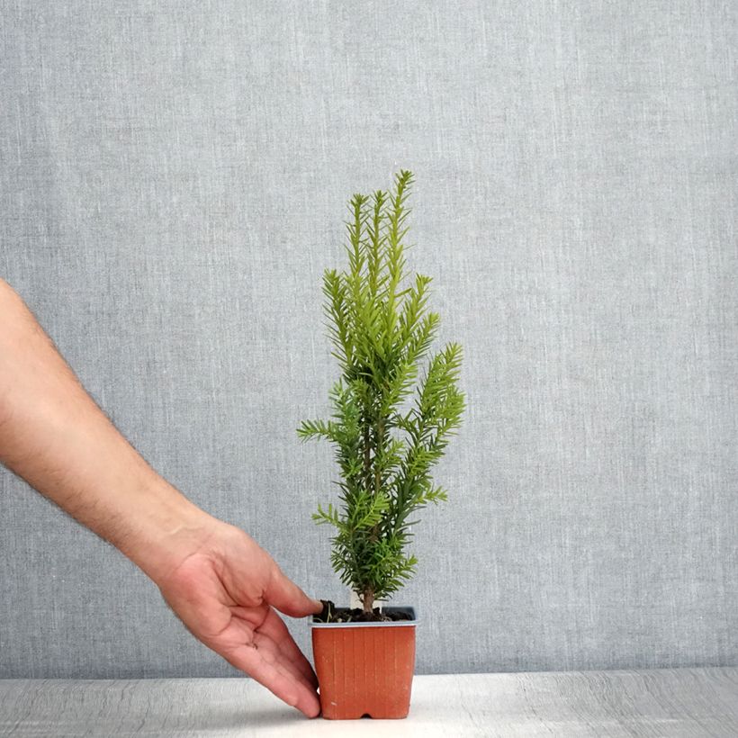 Taxus media Hillii - Yew 8/9 cm pot sample as delivered in summer