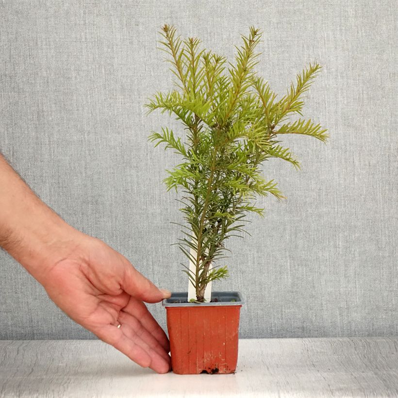Taxus x media Groenland - Yew 8/9 cm pot sample as delivered in summer