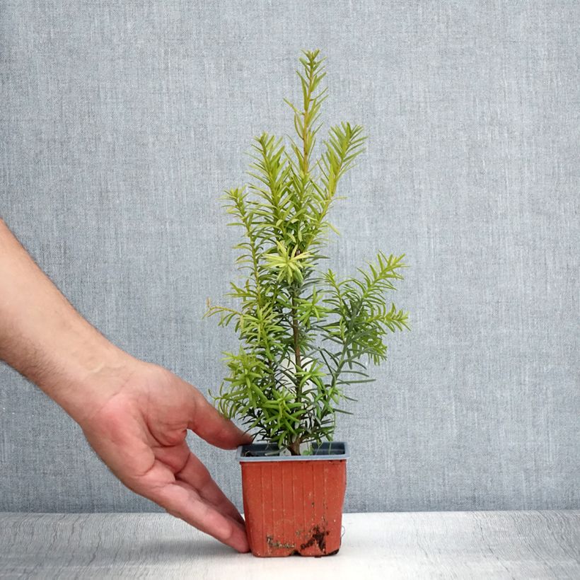 Taxus media Hicksii - Yew 8/9 cm pot sample as delivered in summer