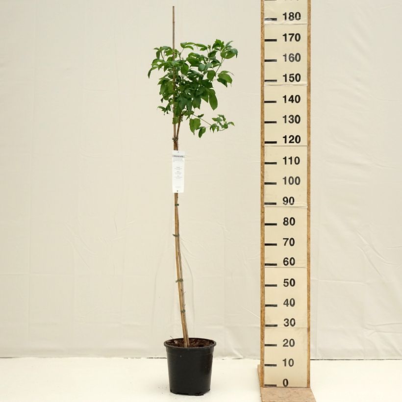 Tecoma stans 7.5L/10L pot sample as delivered in spring