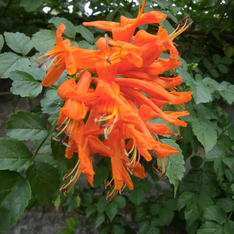 Tecoma capensis (Flowering)