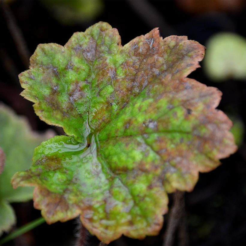 Tellima grandiflora Rubra (Foliage)