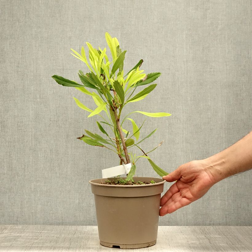 Telopea speciosissima White 4L/5L pot sample as delivered in summer