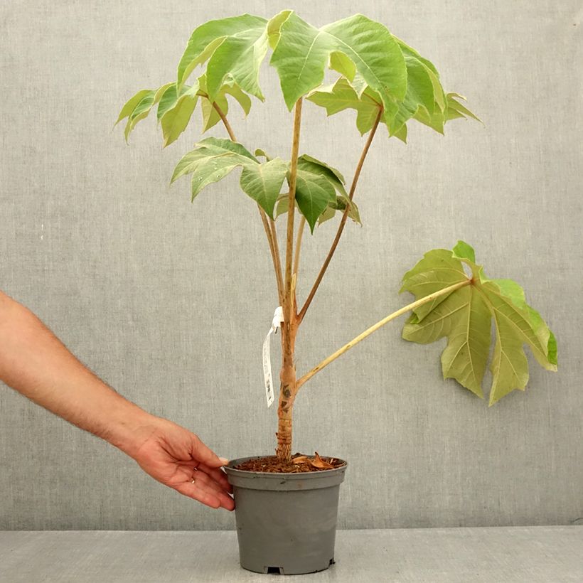 Tetrapanax papyrifera Rex - Chinese rice-paper Plant 3L/4L pot sample as delivered in summer