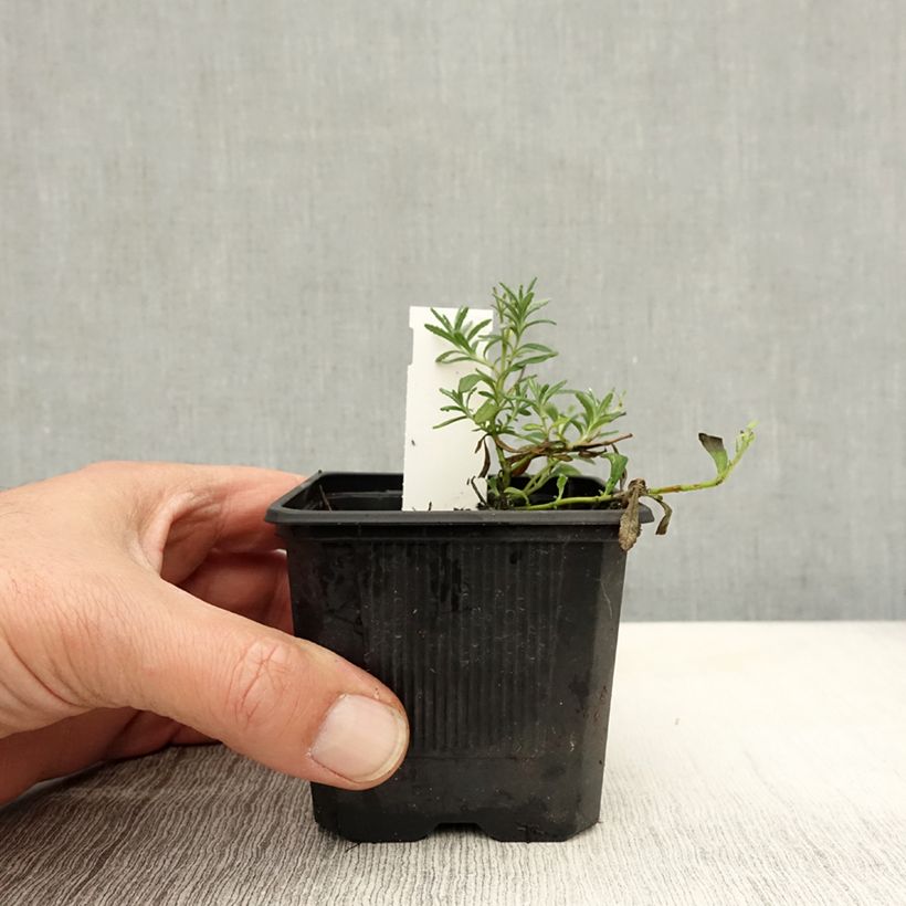 Teucrium ackermannii - Germander 8/9 cm pot sample as delivered in autumn