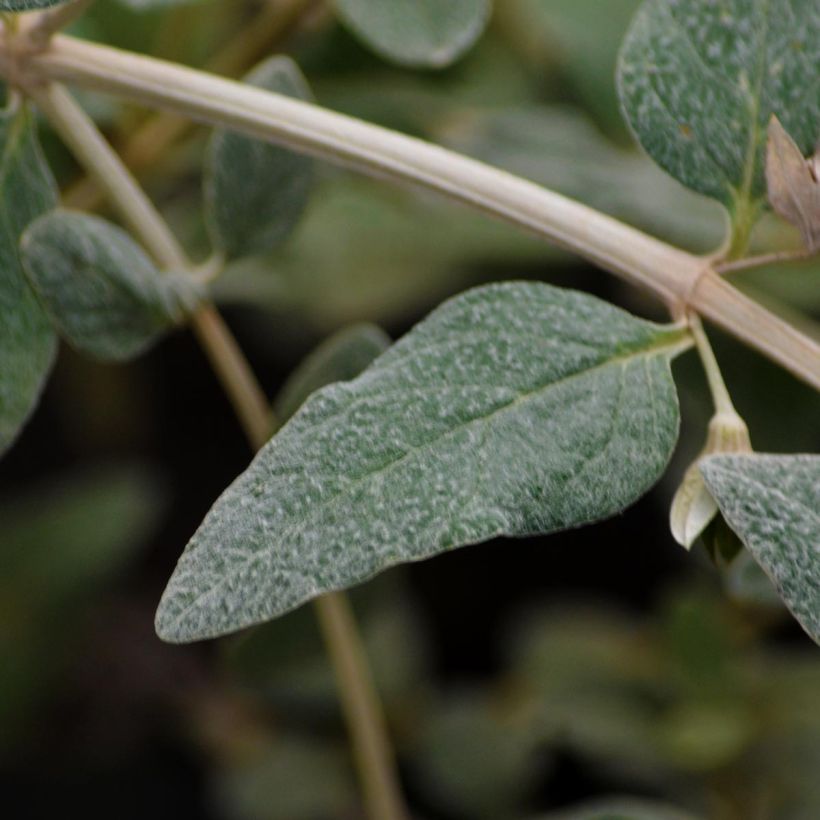 Teucrium fruticans Azureum - Tree Germander (Foliage)