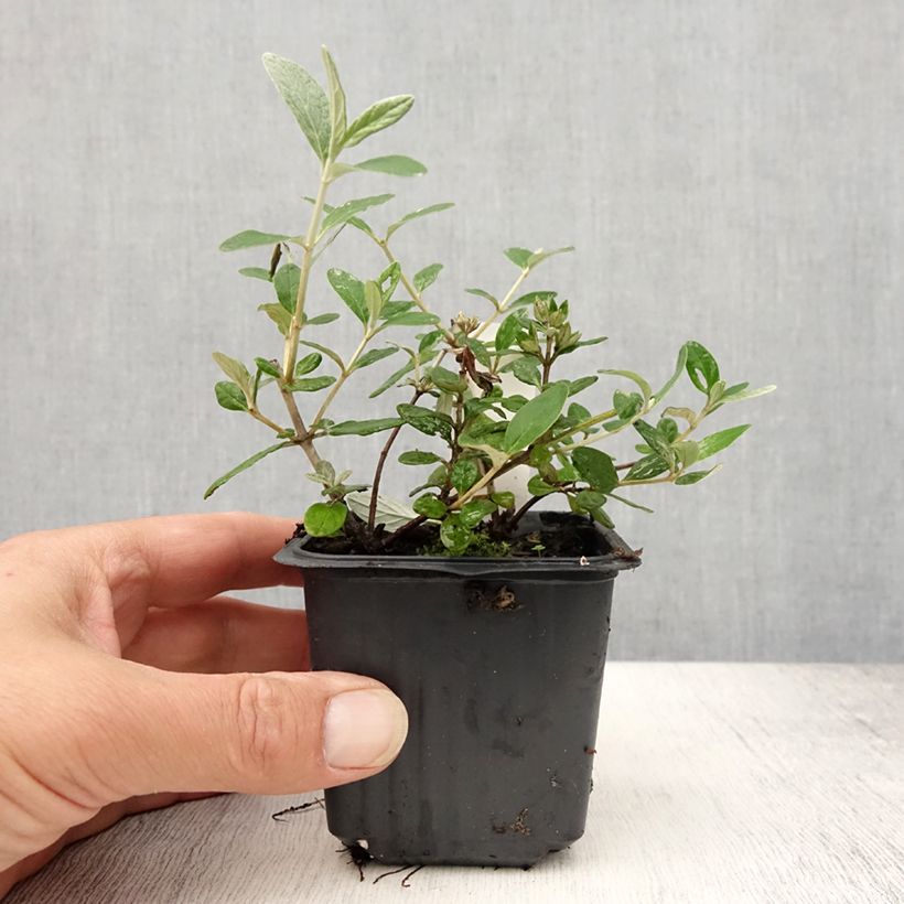 Teucrium fruticans Selection Erecta 8/9 cm pot sample as delivered in summer