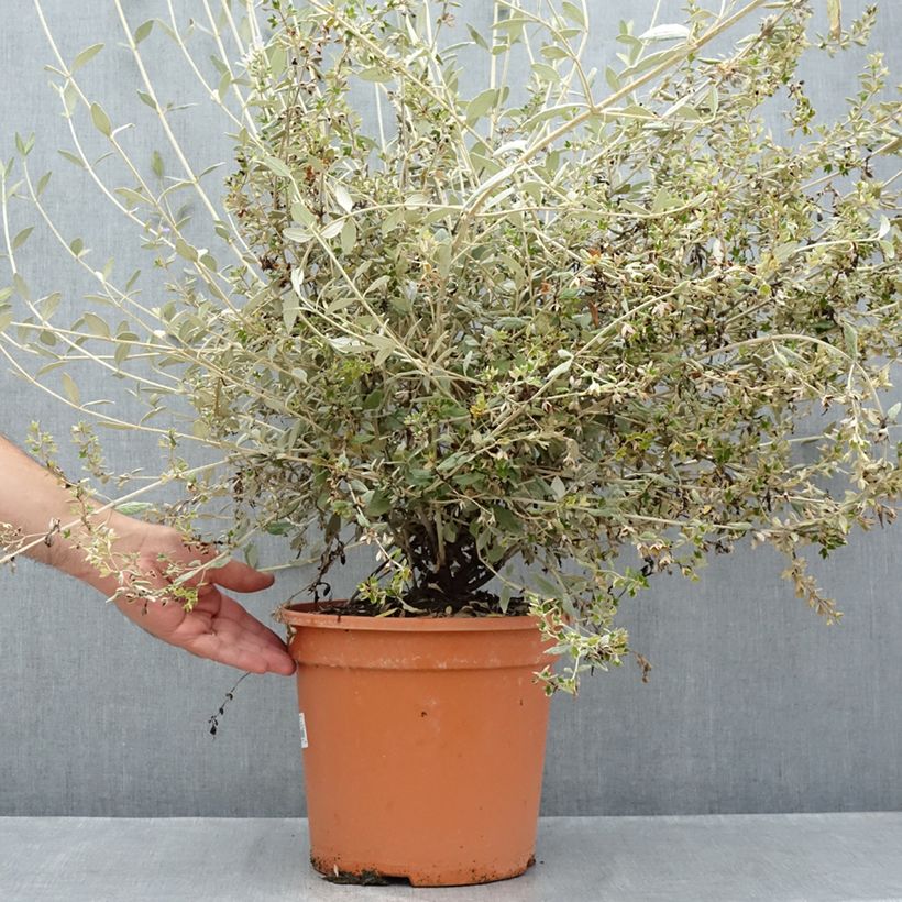 Teucrium fruticans Selection Erecta 7.5L/10L pot sample as delivered in summer