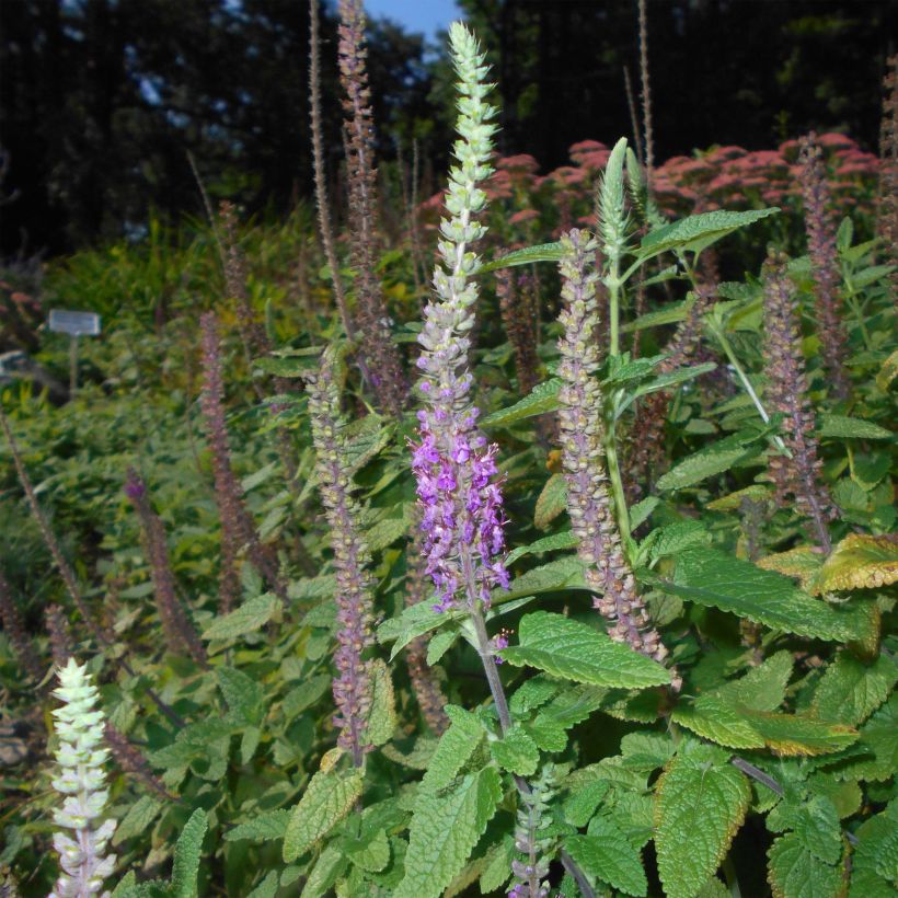 Teucrium hircanicum - Germander (Flowering)