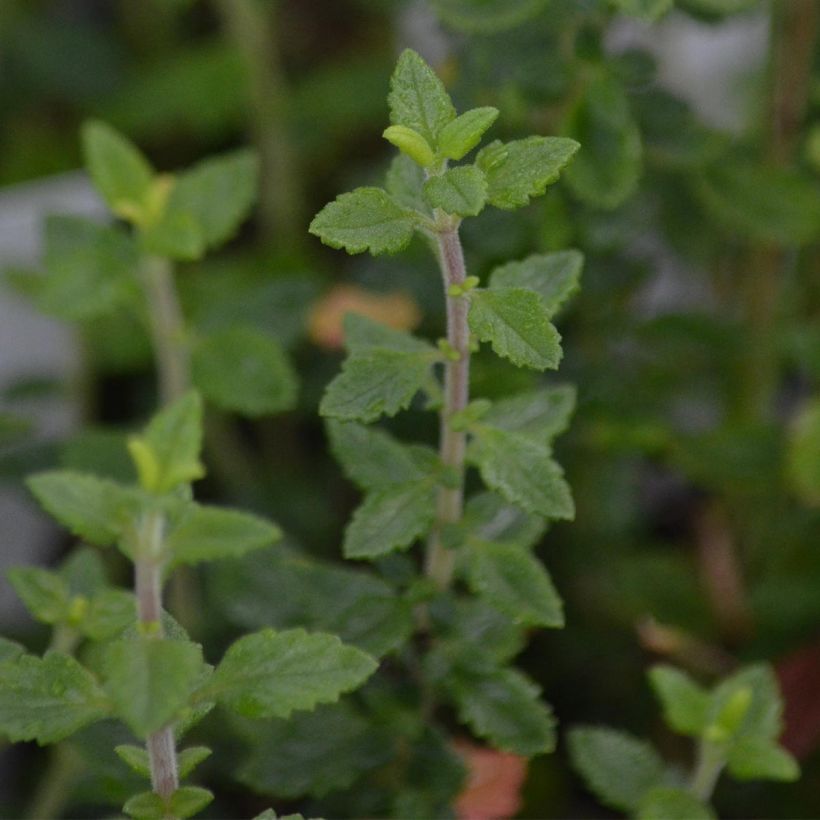 Teucrium x lucidrys  (Foliage)