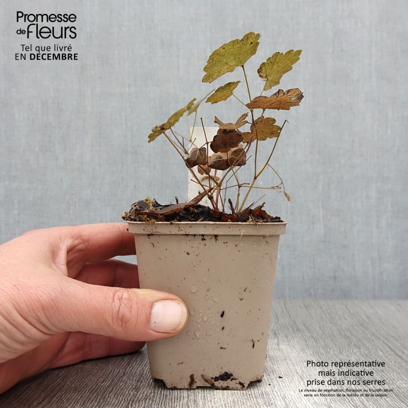 Thalictrum actaeifolium Perfume Star - Meadow-rue 8/9 cm pot sample as delivered in autumn