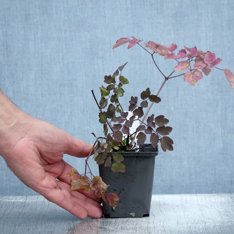 Thalictrum Anne - Meadow-rue 8/9 cm pot sample as delivered in summer
