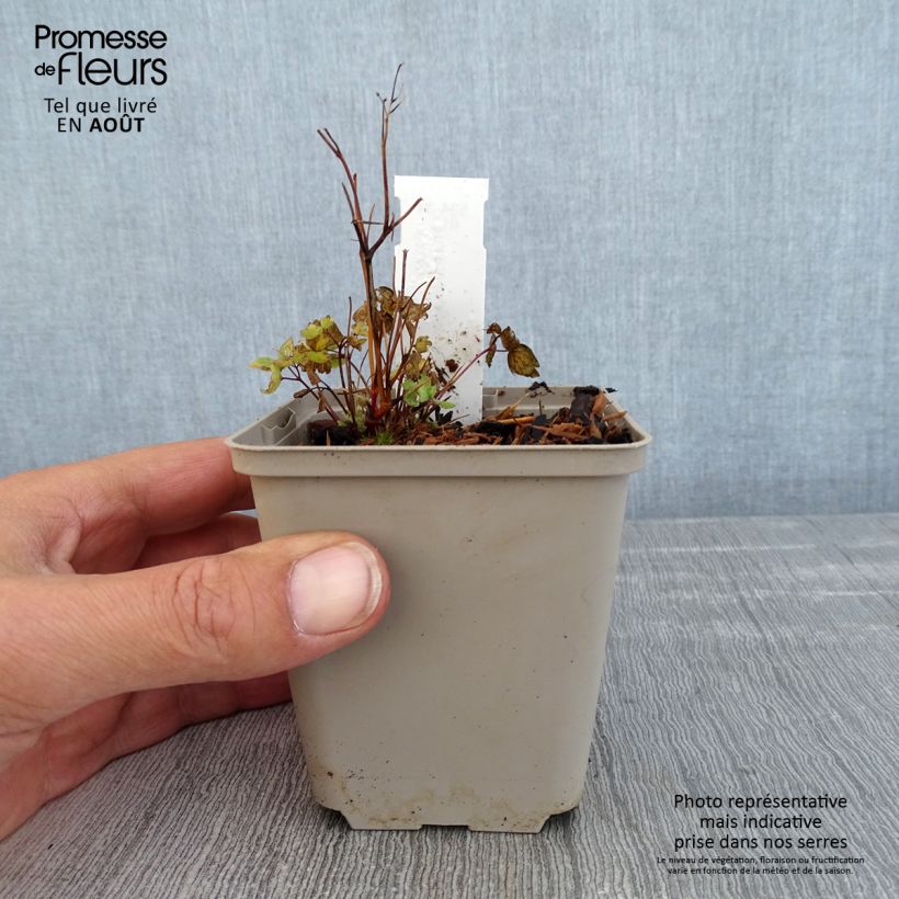 Thalictrum aquilegifolium Thundercloud - Meadow-rue 8/9 cm pot sample as delivered in summer