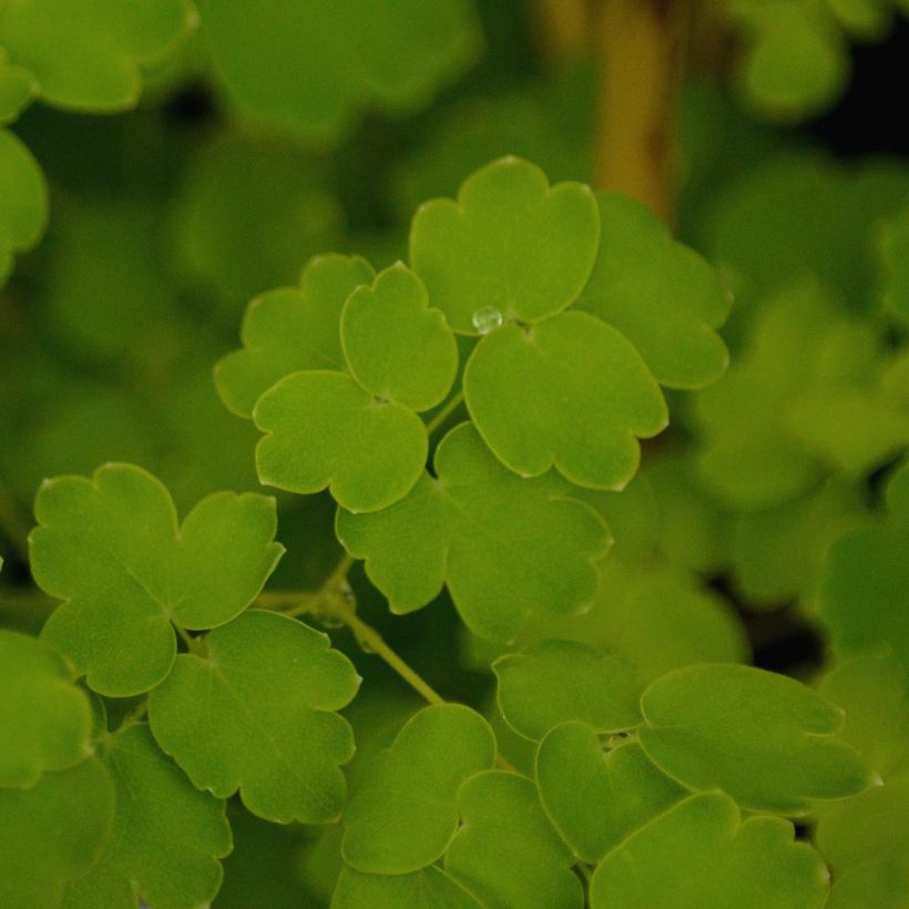 Thalictrum delavayi Album - Meadow-rue (Foliage)