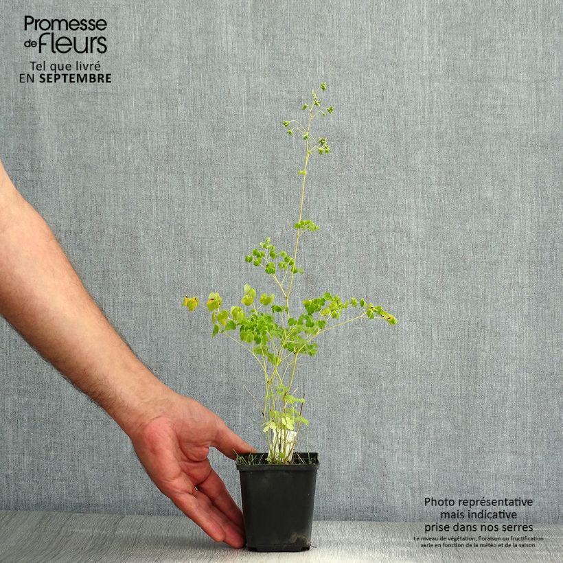 Thalictrum delavayi Album - Meadow-rue 8/9 cm pot sample as delivered in summer