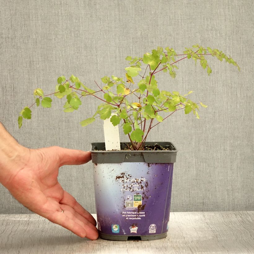 Thalictrum delavayi - Meadow-rue 2L/3L pot sample as delivered in autumn