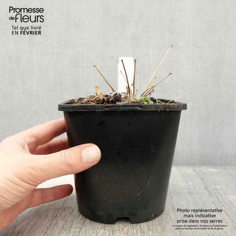 Thalictrum delavayi - Meadow-rue 2L/3L pot sample as delivered in winter