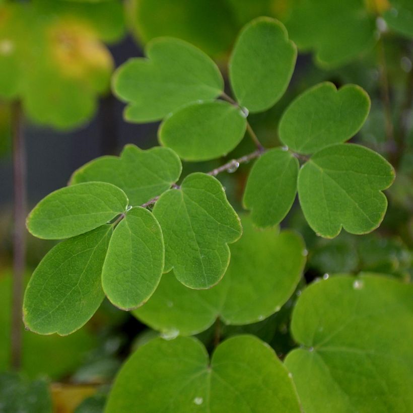 Thalictrum Elin - Meadow-rue (Foliage)