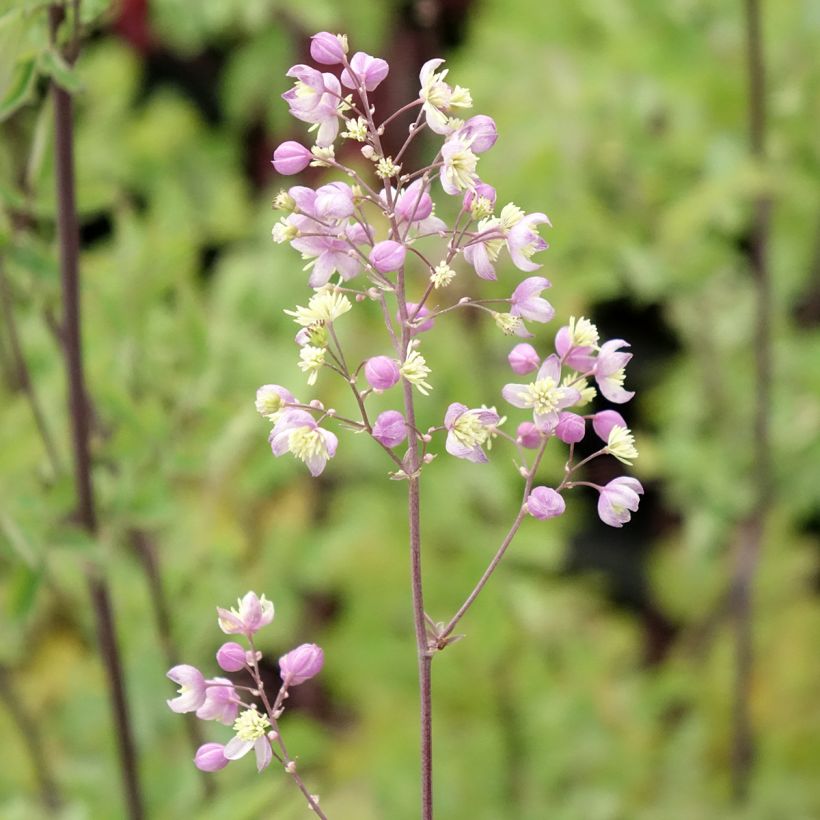 Thalictrum Elin - Meadow-rue (Flowering)