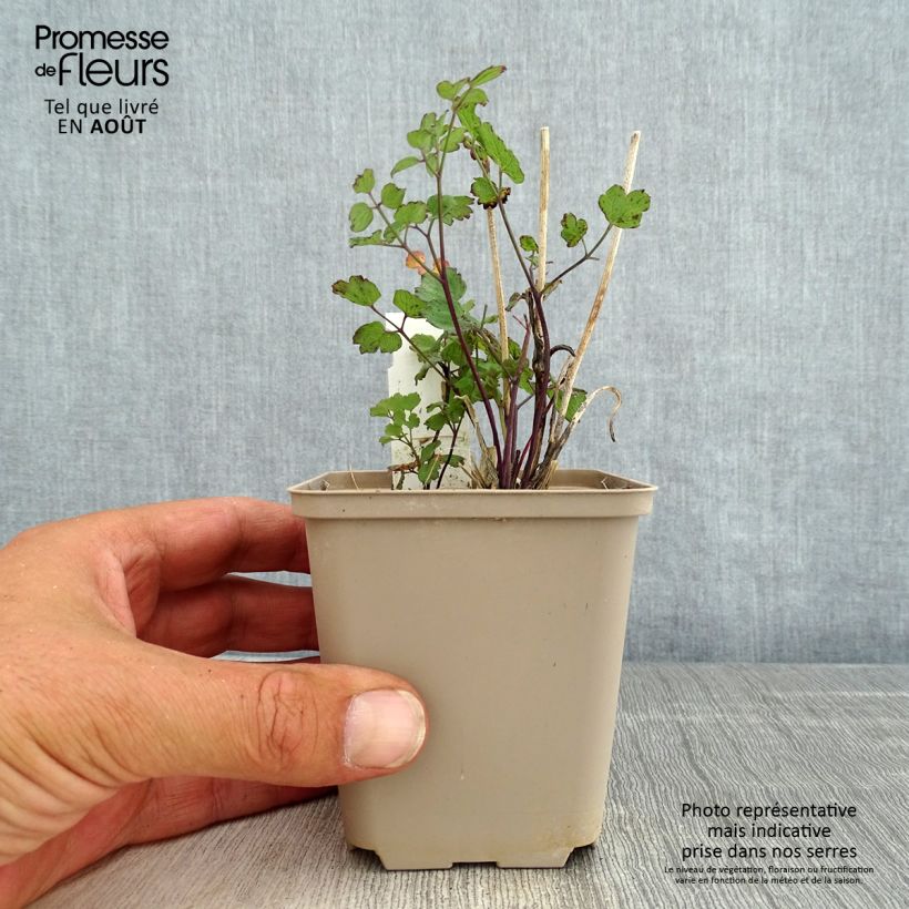 Thalictrum flavum subsp. glaucum - Meadow-rue 8/9 cm pot sample as delivered in summer