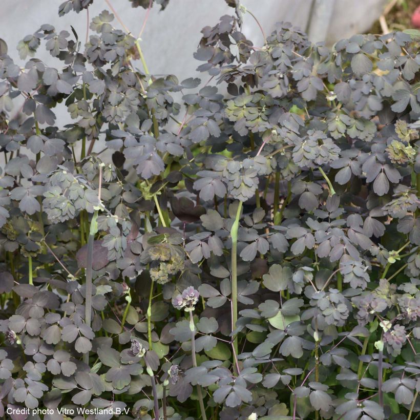 Thalictrum petaloideum Ghent Ebony - Meadow-rue (Foliage)