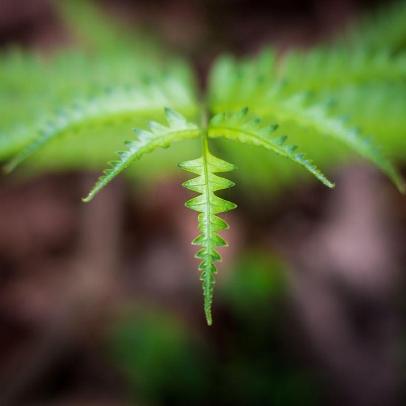 Thelypteris kunthii (Foliage)