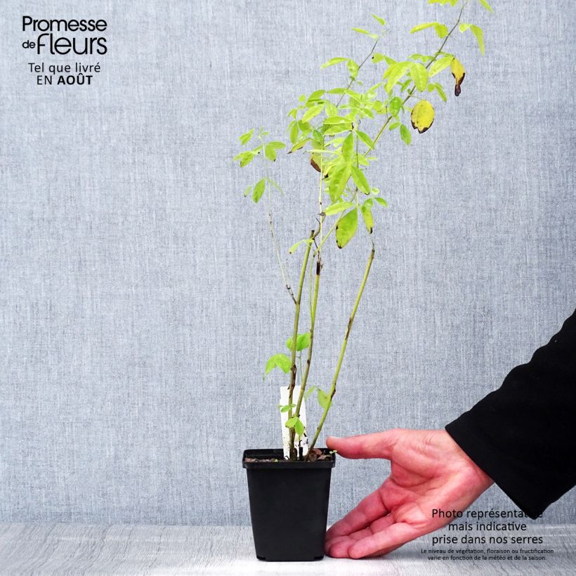 Thermopsis chinensis 8/9 cm pot sample as delivered in summer