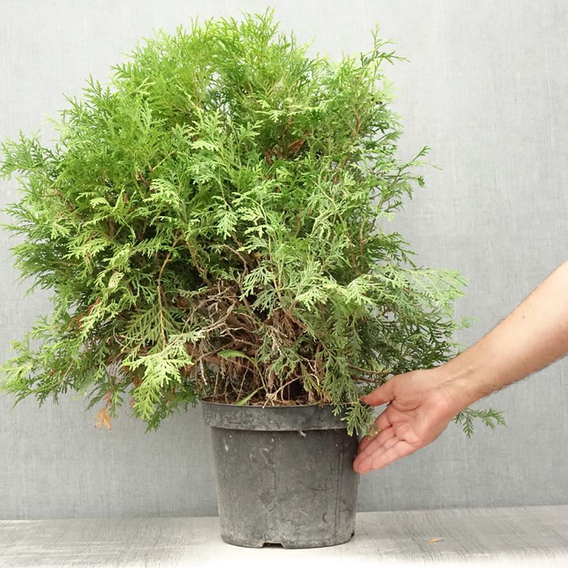 Thuja occidentalis Danica Aurea 7.5L/10L pot sample as delivered in summer