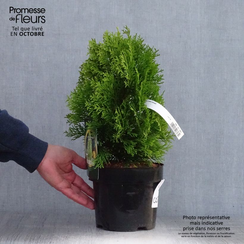 Thuja occidentalis Golden Smaragd 2L/3L pot sample as delivered in autumn