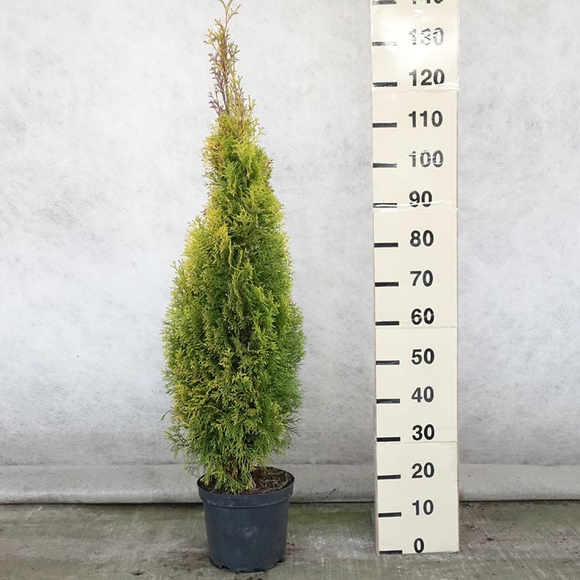 Thuja occidentalis Golden Smaragd 7.5L/10L pot sample as delivered in summer