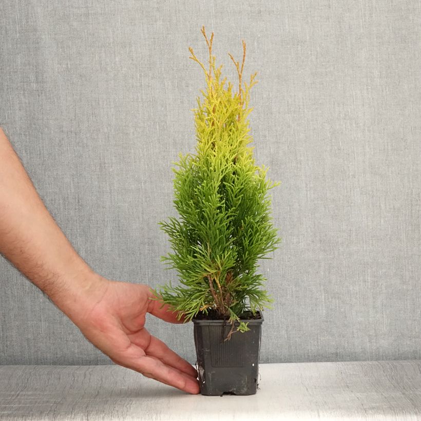Thuja occidentalis Golden Smaragd 8/9 cm pot sample as delivered in summer