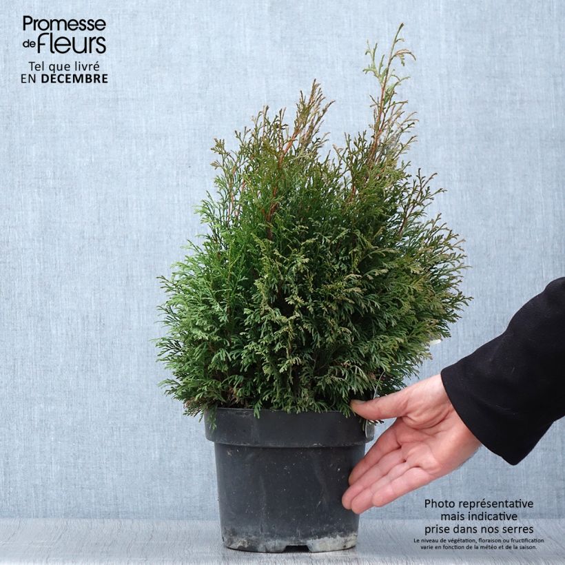 Thuja occidentalis Miky - Canadian Arborvitae 2L/3L pot sample as delivered in autumn