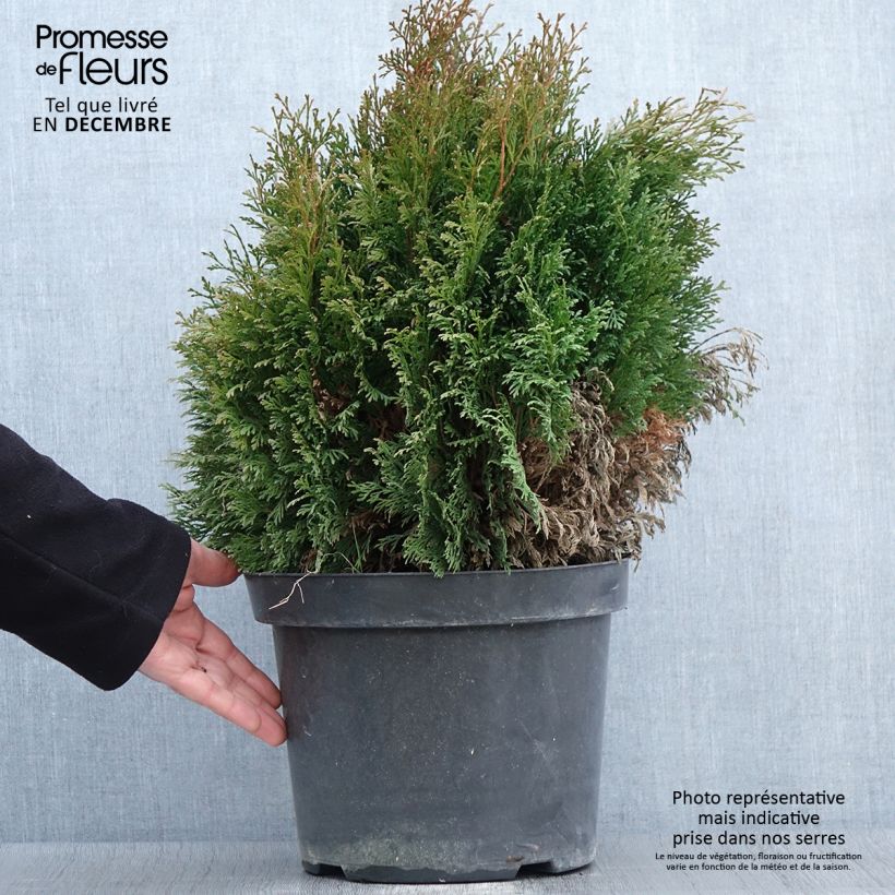 Thuja occidentalis Miky - Canadian Arborvitae 7.5L/10L pot sample as delivered in autumn