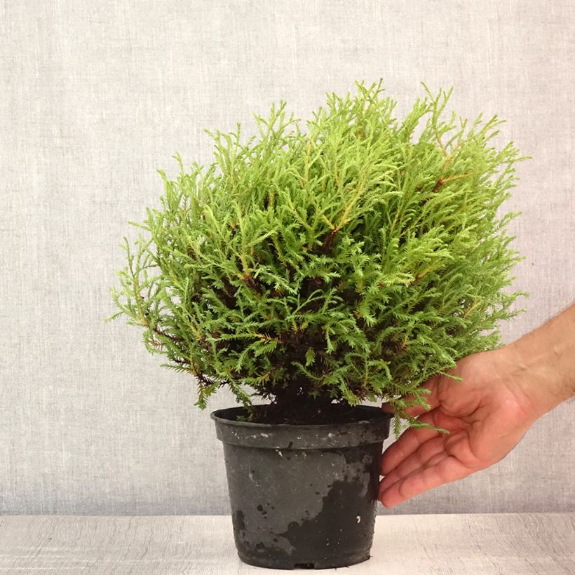Thuja occidentalis Mr Bowling Ball - Canadian Arborvitae 2L/3L pot sample as delivered in summer
